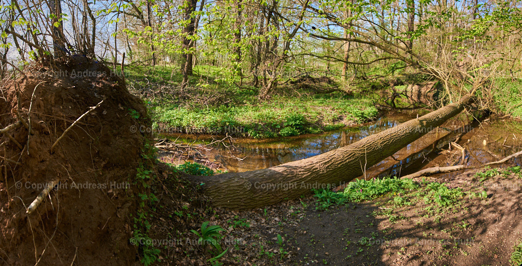 Im NSG _Pfarrholz_ Groitzsch 04 | Bedeutsame Landschaften Deutschlands - Realisiert mit Pictrs.com