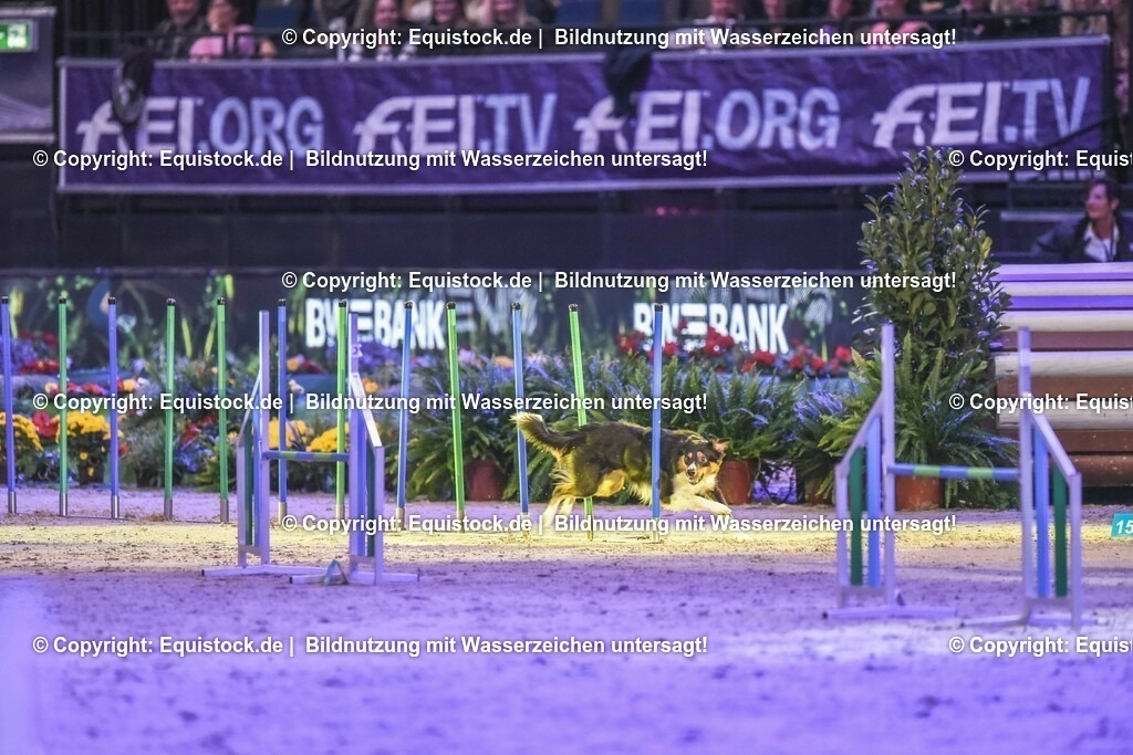 20231115_Dog-Agility_0143_TOMsPiC | Foto: Thomas Hartig