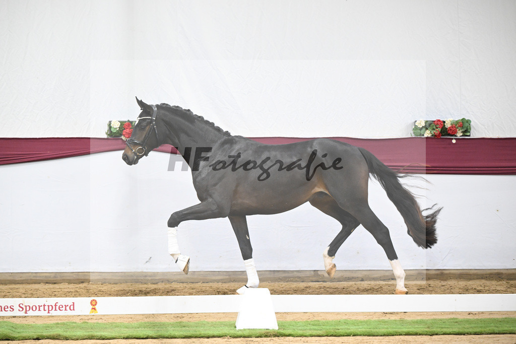 Kat-Nr. 105 Floricello x Sir Donnerhall_Frieder Heilemann_47253529 | hf-fotografie - Realisiert mit Pictrs.com