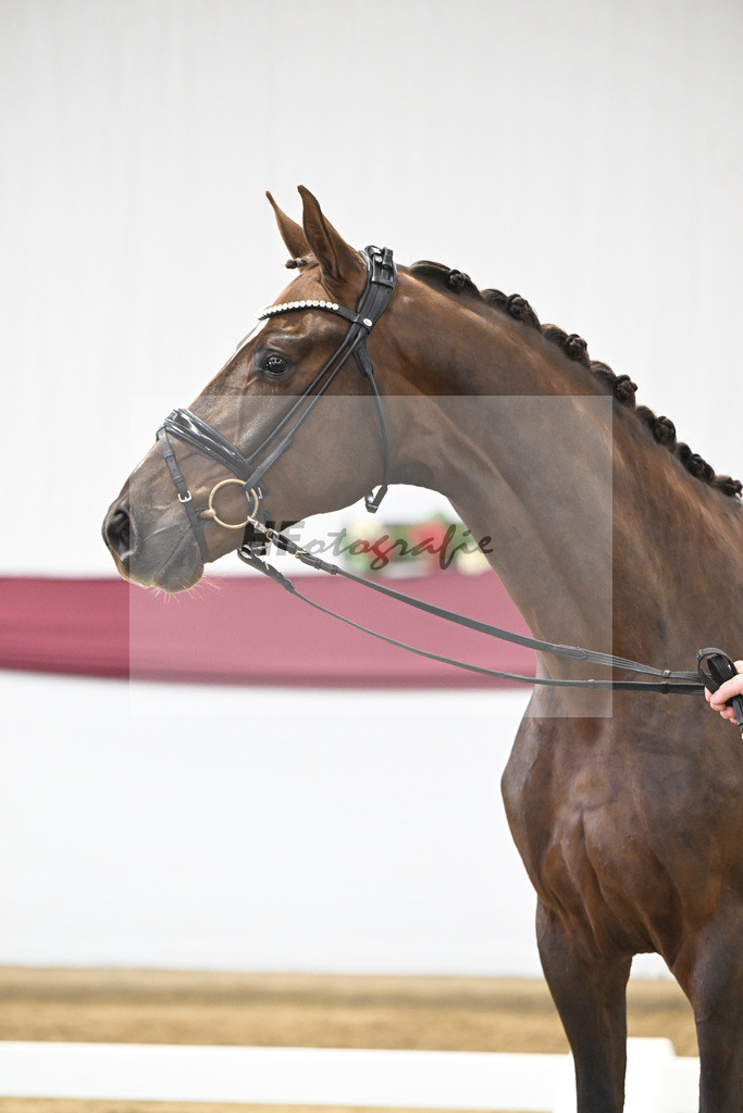 Kat-Nr. 15 Vitalis x Rock Forever I_Christoph Kuehnle_47250356 | hf-fotografie - Realisiert mit Pictrs.com