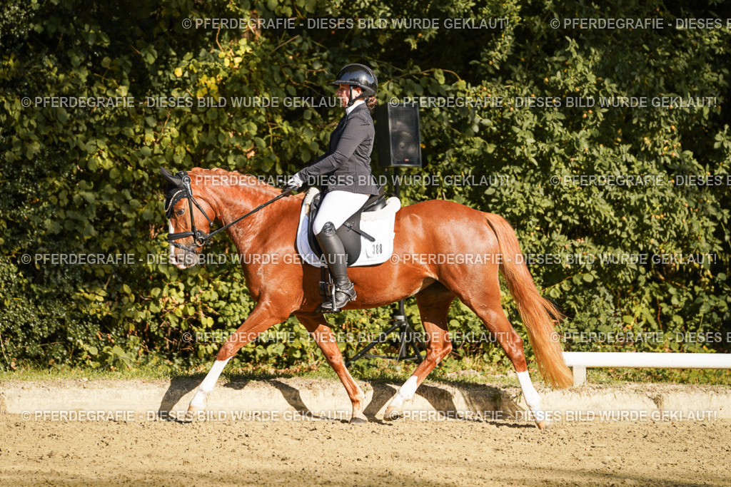 DSC06163 | Pferdegrafie