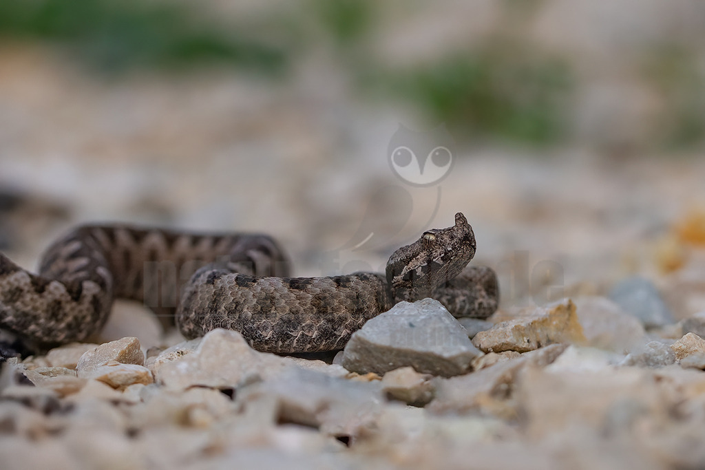 20140517153426 | Eine Hornotter (Vipera ammodytes) liegt auf einem Untergrund aus hellem Kies und Steinen. Ihr Körper ist in einem Muster aus Brauntönen und Grau gehalten, das eine gute Tarnung bietet. Der Kopf mit dem charakteristischen Horn auf der Schnauze ist leicht angehoben und nach rechts gerichtet. Der Hintergrund ist unscharf und zeigt Andeutungen von Grün und Beige. - Realisiert mit Pictrs.com