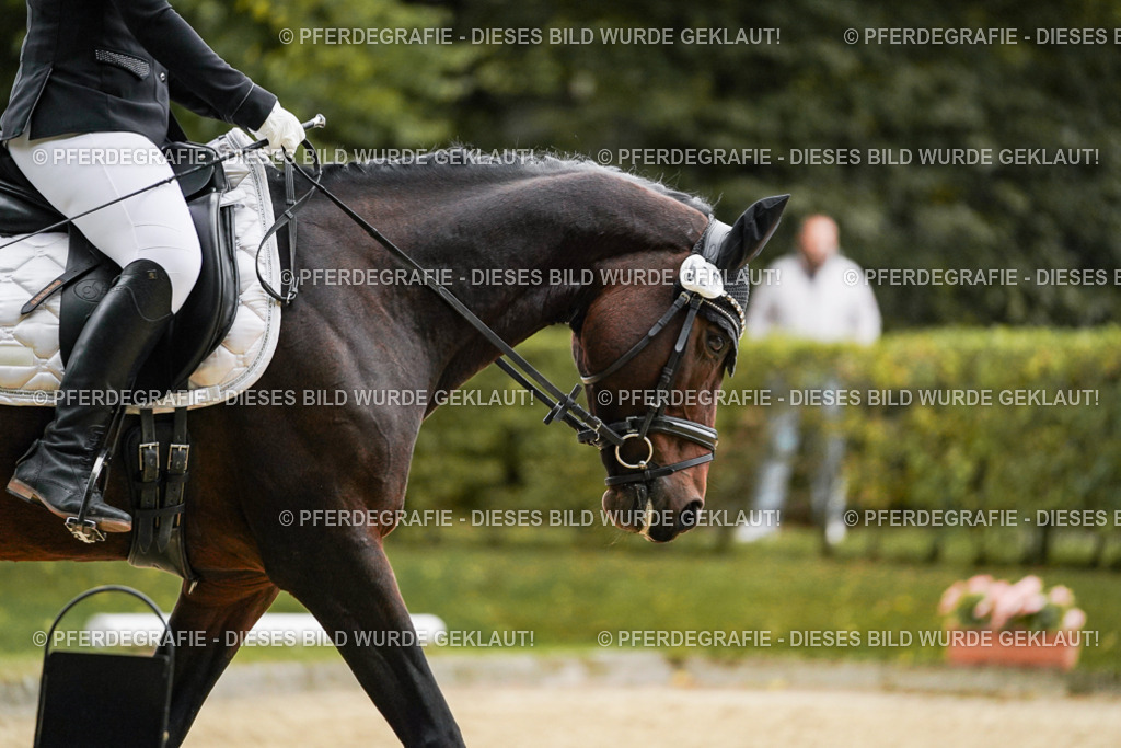 DSC07029 | Pferdegrafie