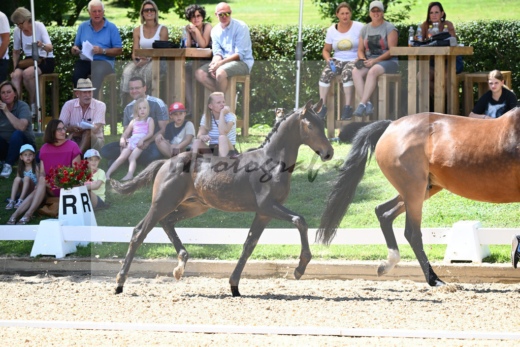 Kat-Nr. 71 HF DSP Va Bene x Antango_Wadenspanner_27230627 | hf-fotografie - Realisiert mit Pictrs.com