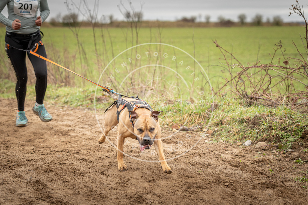 DV3A2497 | Hundefotografie, Tierfotograf, Pfotenfotografie, Fotoshooting Hund, Hunde Portrait, Hundesport, Hundeportraits, Heideshooting, Hunde, Sportfotograf, Hundefotograf, Turnierhundsport, THS,  - Realisiert mit Pictrs.com
