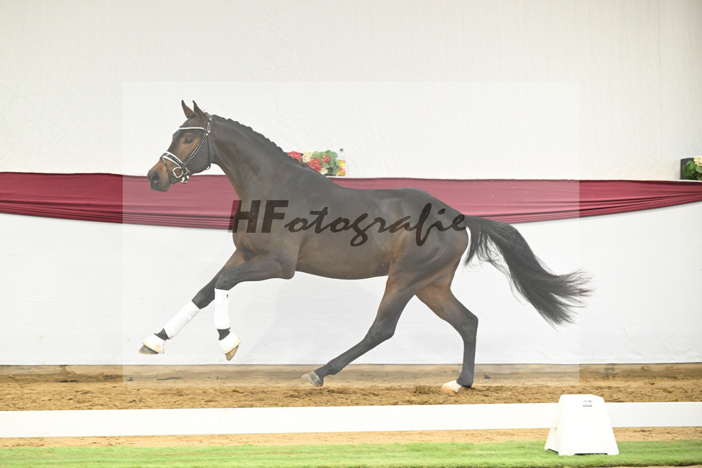 Kat-Nr. 21 St. Emilion x Quantensprung_Marianne Jerich_47250689 | hf-fotografie - Realisiert mit Pictrs.com