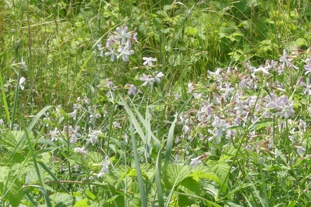 Echtes Seifenkraut in Uferflora | Verkauf von Fotos und  Videoclips zumThema Natur.Motive sind Pflanzen, Tiere, Landschaftenund Wetter - Realisiert mit Pictrs.com