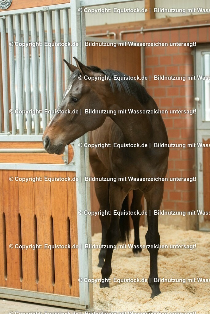 20190409_Einstreu_in_Pferdebox_0025 | Foto: Thomas Hartig