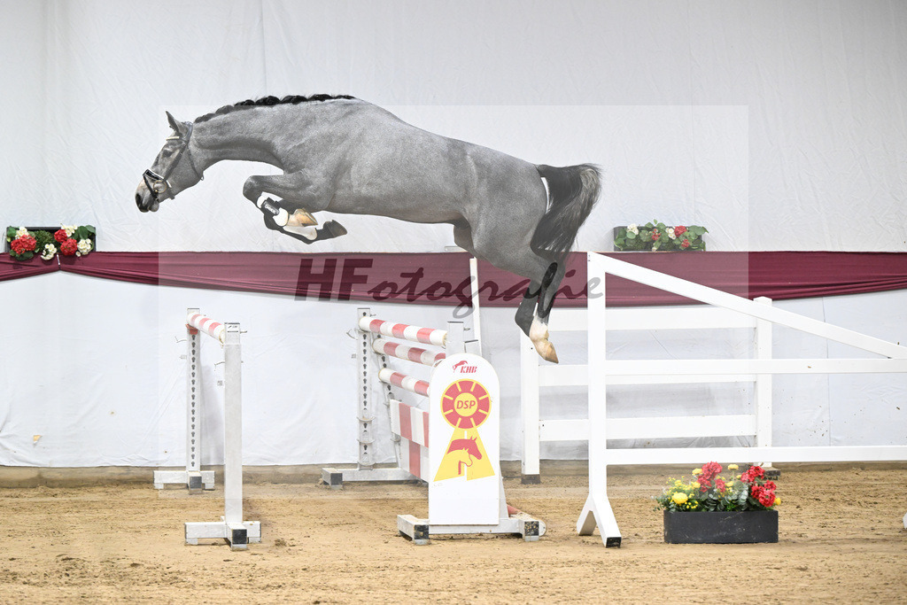 Kat-Nr. 96 Mylord Carthago x Heartbreaker_Daniel Dassler_47253145 | hf-fotografie - Realisiert mit Pictrs.com