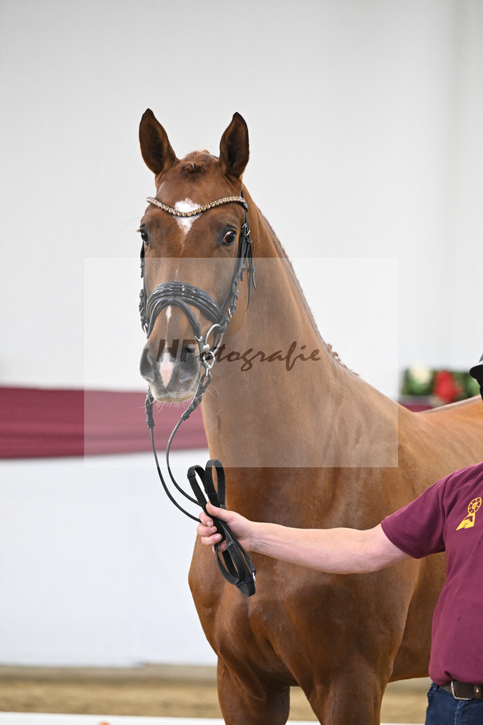 Kat-Nr. 22 Secret x Revolution_Gestuet Greim_47250617 | hf-fotografie - Realisiert mit Pictrs.com