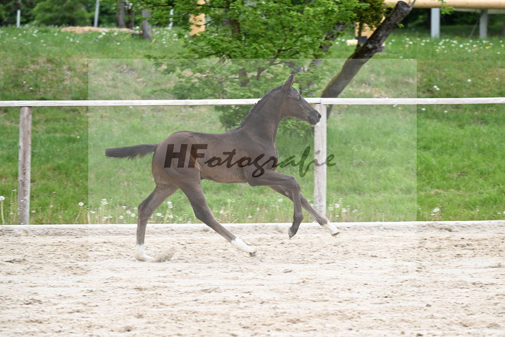 Kat-Nr. 23 HF Be my Dancer x De Niro_Eder_24260552 | hf-fotografie - Realisiert mit Pictrs.com