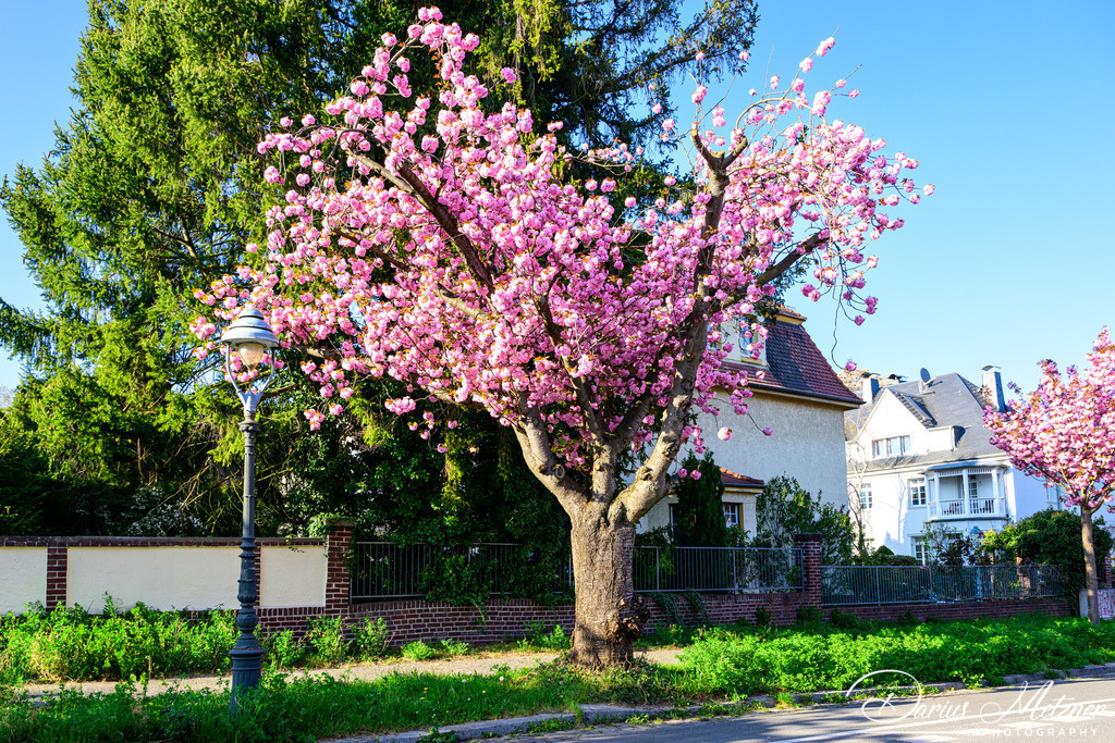 DSC_8649 | Fotografien, Fotos und Bilder aus Mainz, Frankfurt, Wiesbaden und anderen Orten auf der Welt - Fotografiert von Darius Metzner