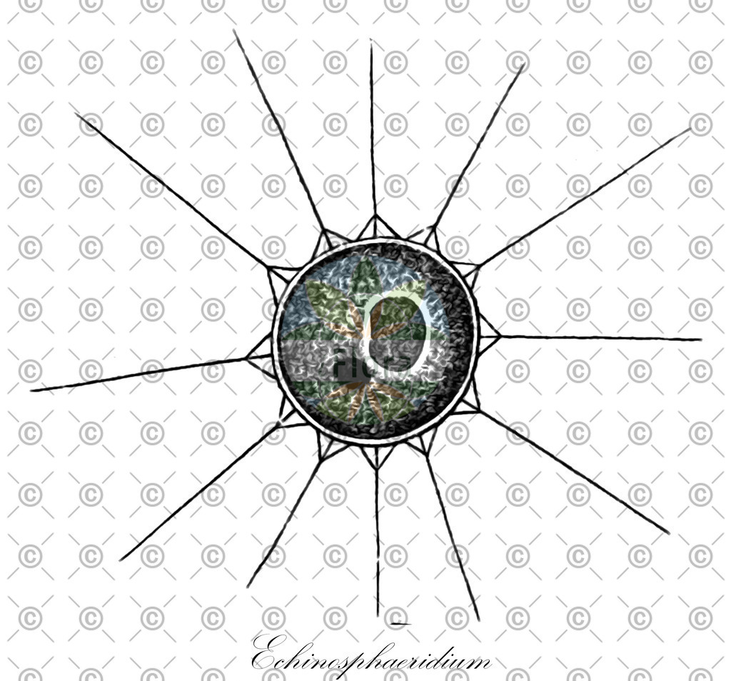 HistAbb_wfo-wfo-0000947393_1_ENZY_Simple | Historische Abbildung von Echinosphaeridium - Neochloridaceae (0) | Historical Illustration of Echinosphaeridium - Neochloridaceae (0)