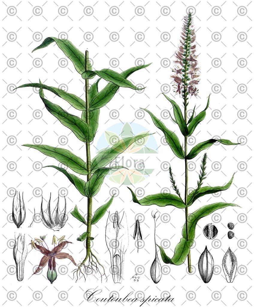 HistAbb_wfo-0000624387_1_ENZY_Simple | Historische Abbildung von Coutoubea spicata - Gentianaceae | Historical Illustration of Coutoubea spicata - Gentianaceae