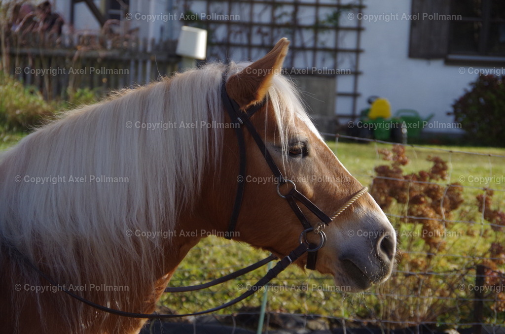 IMGP1538 | fotografiert von Axel PollmannLeonhardi Wallfahrt Benediktbeuern und Murnau, Fronleichnam, Fasching, Landschaft im Loisachtal und Benediktbeuern  - Realisiert mit Pictrs.com