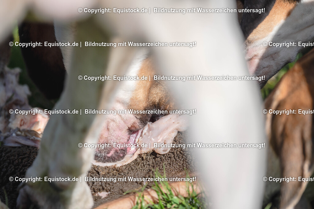 20251011_Jagd-Marbach_0667 | Foto: Thomas Hartig