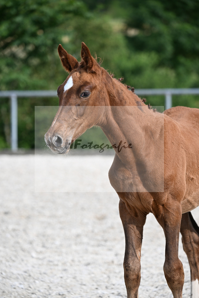 Kat-Nr. 12 Rodrigo VDL x Chambertin_SF_Fuentes Molina_17250967 | hf-fotografie - Realizzato con Pictrs.com