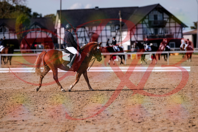 2026_10_03_Siefer-Hof_122234_Z81_21434284 | Professionelle Reitsport-, Turnier- und Eventfotografie von Robert Broda. Galerien mit ausgewählten und bearbeiteten Bildern direkt online ansehen und bestellen.