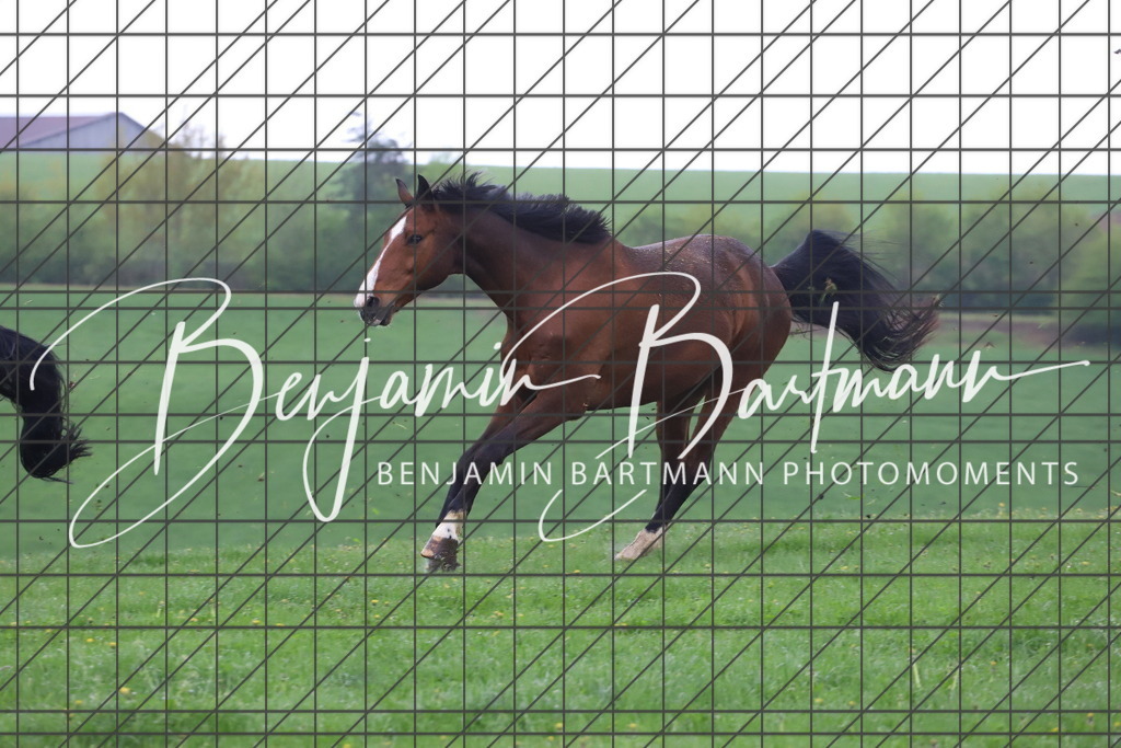 IMG_4280 | Benjamin Bartmann Photomoments