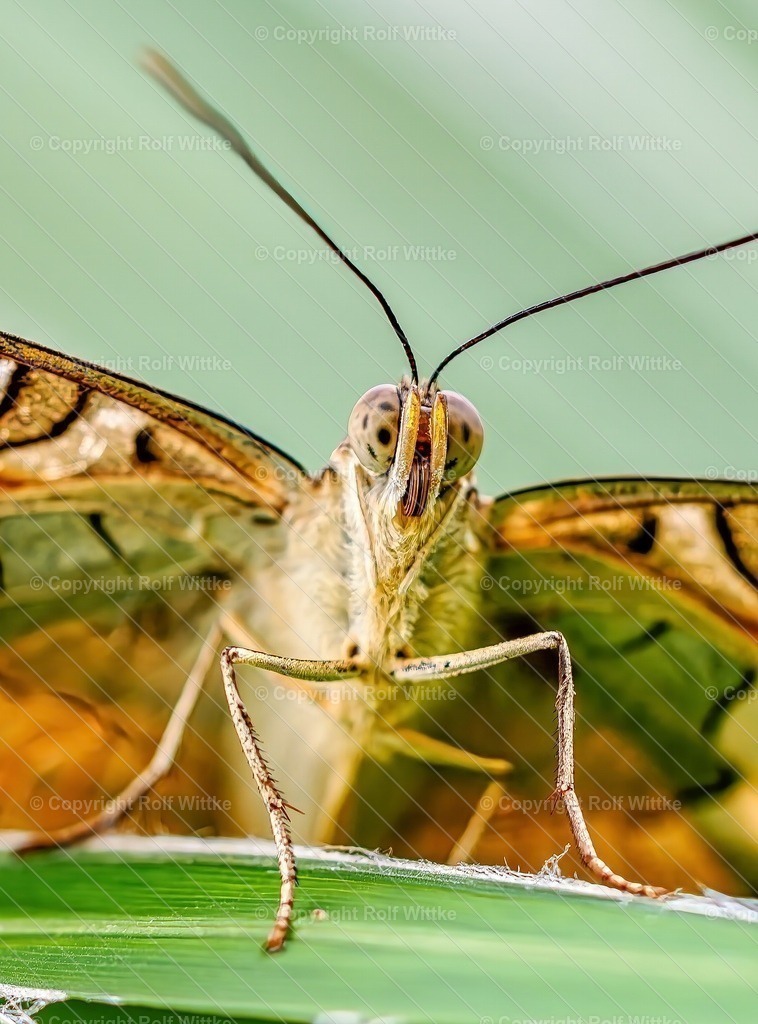 falter2.1 | Makro Aufnahme eines Edelfalters - Realisiert mit Pictrs.com