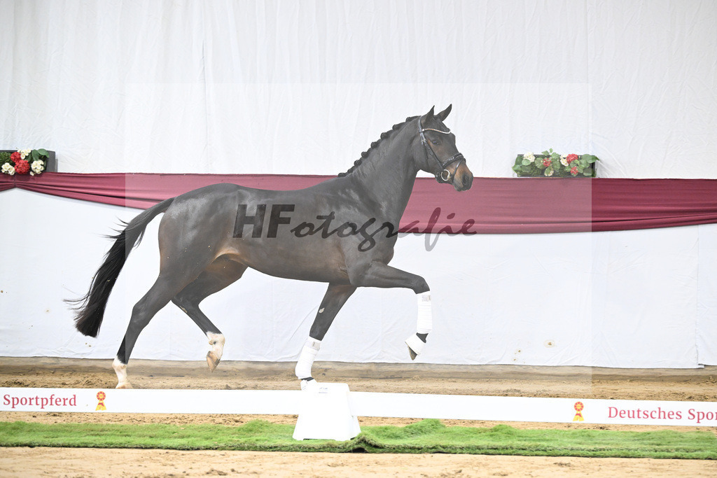 Kat-Nr. 14 Feliciano x Quaterback_Martina Breitner-Roetzer_47250269 | hf-fotografie - Realisiert mit Pictrs.com