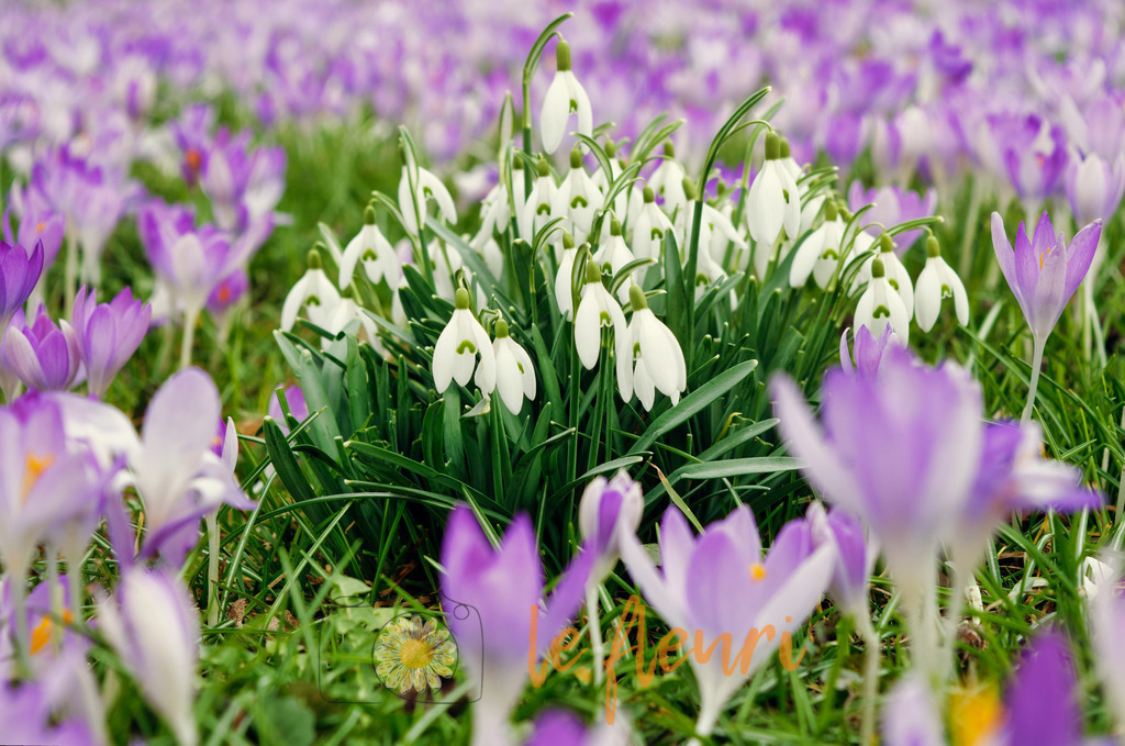 DSC_0146-NEF_DxO_PRIME (1) | Dies ist der Shop von Florian Blum - le fleuri. Langenthal, Bern, SchweizSie können hier meine oder ihre eigenen Fotos als Fotoprodukte kaufen. Tassen, Schlüsselanhänger, Taschen etc. können Sie hier gestalten.  - Realisiert mit Pictrs.com