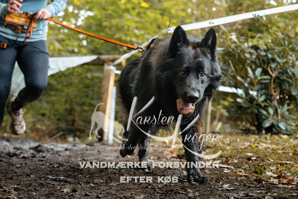 1430DZ6_2622Z6 | kk-dogfotos