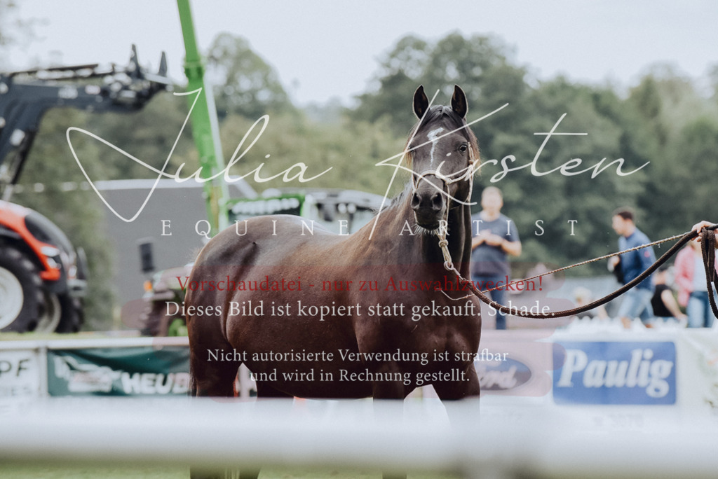DSC_3942 | Pferde- und Turnierfotografie in Westsachsen. Pferdeportraits, Auftragszeichnungen und intuitive Kunst.