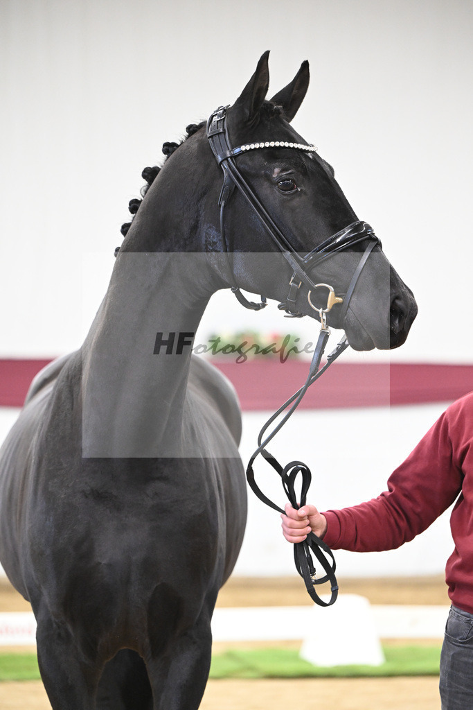 Kat-Nr. 110 Fanegro x Bon Coeur_ZG Schulze-Averdiek_47253488 | hf-fotografie - Realisiert mit Pictrs.com