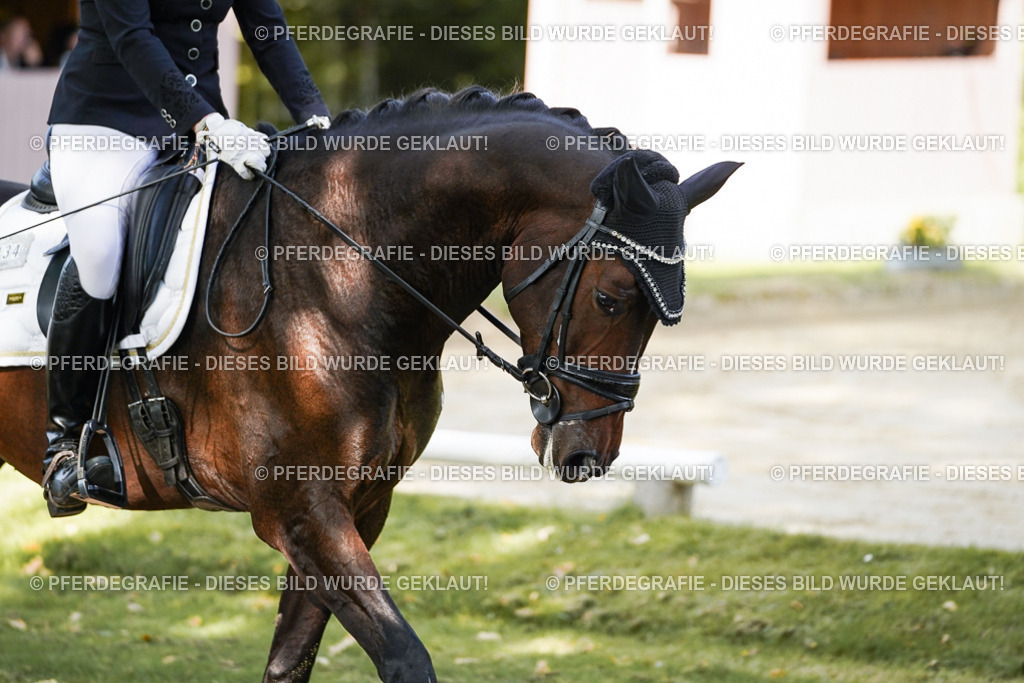 DSC07686 | Pferdegrafie