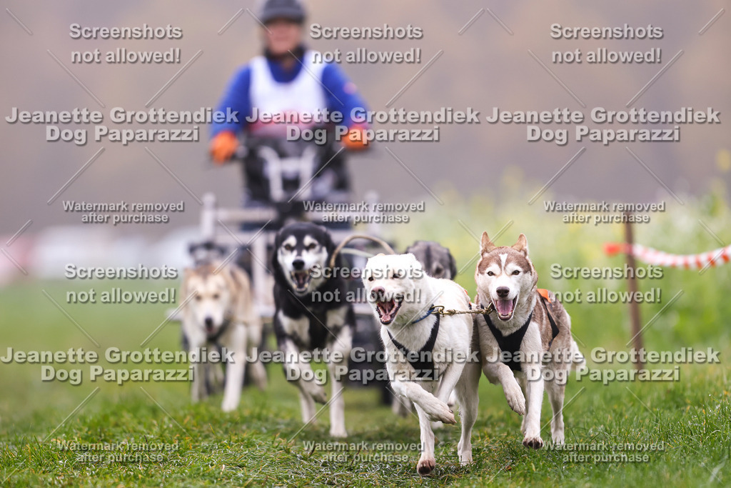 Dog Paparazzi - Visbeck 25 -40 | Dog Paparazzi Jeanette Grottendiek Fotografie & Videografie - Realisiert mit Pictrs.com