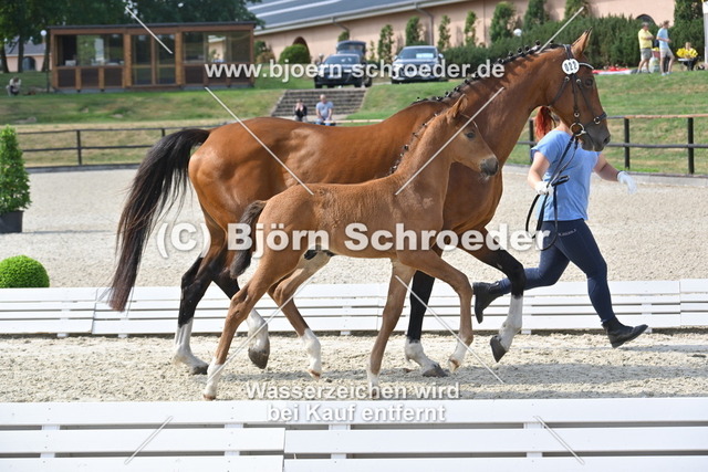22_Nairobi de Muze - Campbell_935_9777 | Björn Schroeder Pferdefotografie
