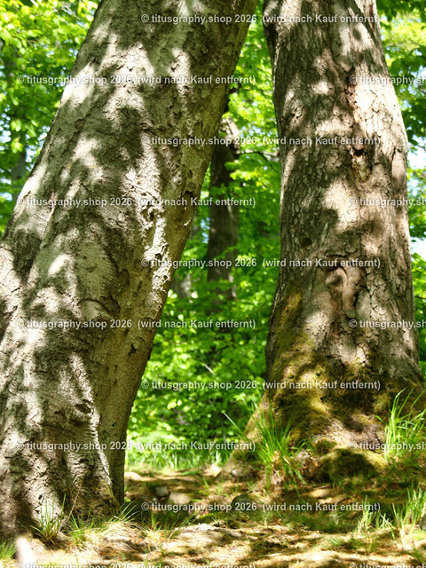 titusgraphy_P4276819-vz-ln | titusgraphy-shop: Geschenkideen mit Qualitätsfotos. titusgraphy-shop: gift ideas with quality photos. titusgraphy-shop: idées cadeaux avec photos de qualité.  - Realisiert mit Pictrs.com