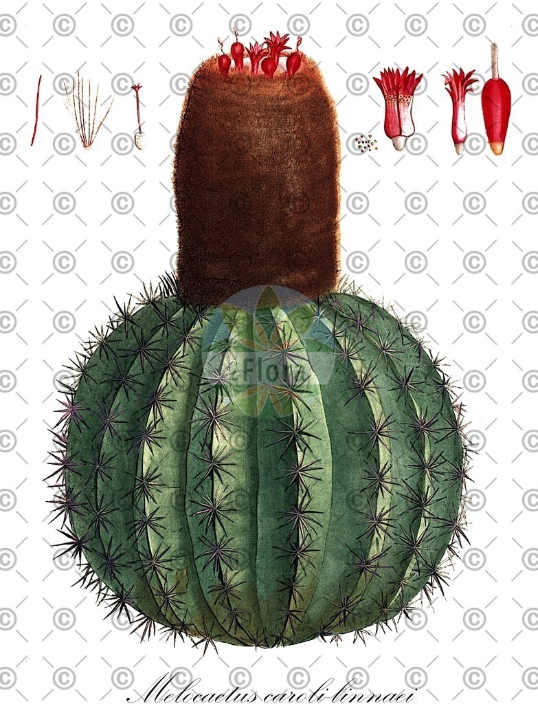 HistAbb_wfo-0000879630_1_ENZY_Simple | Historische Abbildung von Melocactus caroli-linnaei - Cactaceae | Historical Illustration of Melocactus caroli-linnaei - Cactaceae