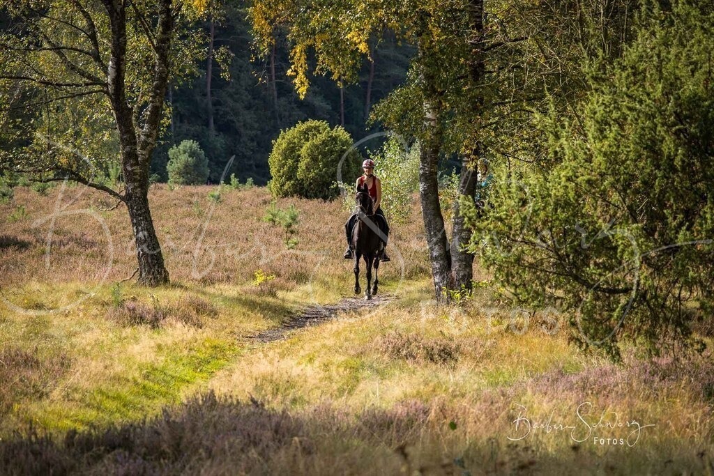 DdLH-WehlenerHeide_2025-09-20_50 | Fotografie, Veranstaltungs-Fotografie, Pferde-Fotografie, Landschafts-Fotografie, Reise-Fotografie - Realisiert mit Pictrs.com