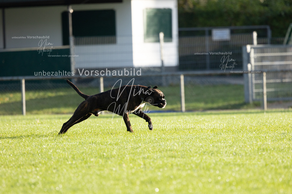 _16A6163 | Einzigartige Fotos von Hunden & Menschen –Actionfotos, Portraits, Vereinsaufnahmen & Paarshootings – authentisch, lebendig & mit Herz.