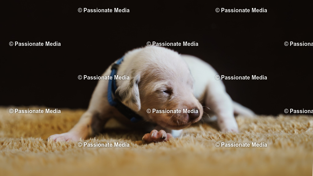 DSC03887 | Passionate Media, dein Fotograf aus Brandenburg, Märkisch Oderland, im Bereich Motorsport, Autos und Motorräder sowie Events und auch Hunde. Shootings oder auch Eventbegleitungen können bei mir gebucht we