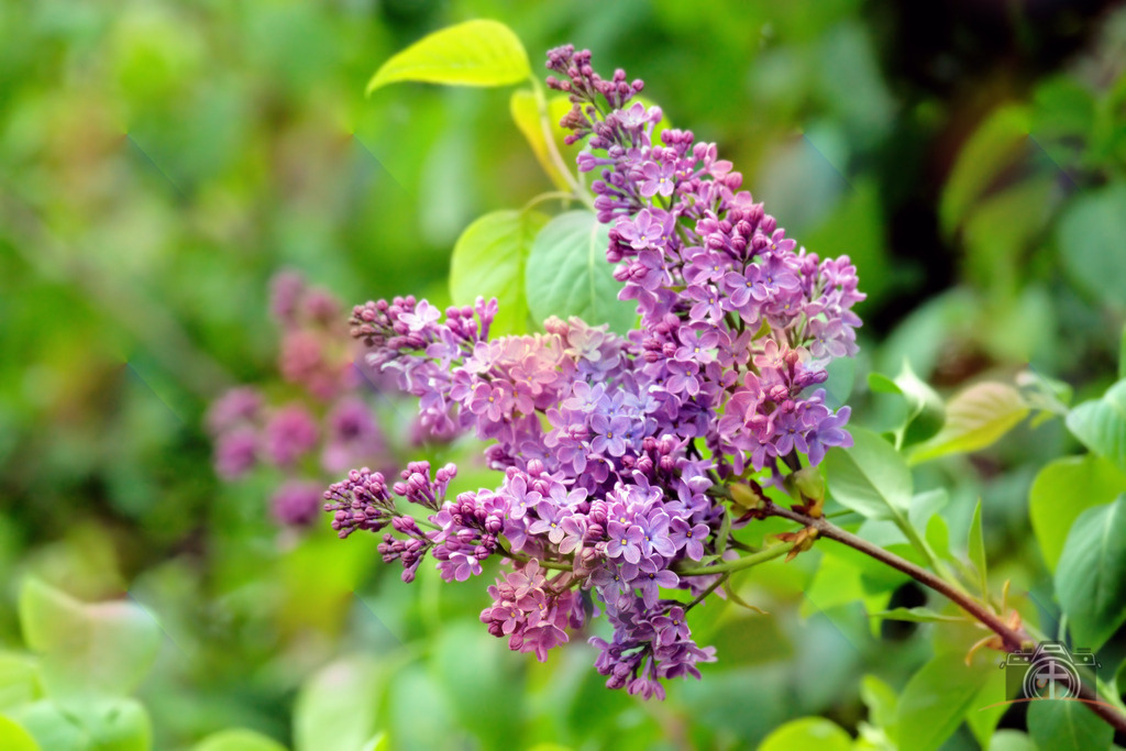 S-Flieder-0002 | Entdecken Sie eine vielfältige Auswahl individueller Fotos zum Kauf auf picturalux.de. Finden Sie hochwertige Bilder für Ihre Projekte, die Ihre Botschaft perfekt unterstreichen. Stöbern Sie jetzt und verleihen Sie Ihren Inhalten das gewisse Etwas! - Realisiert mit Pictrs.com