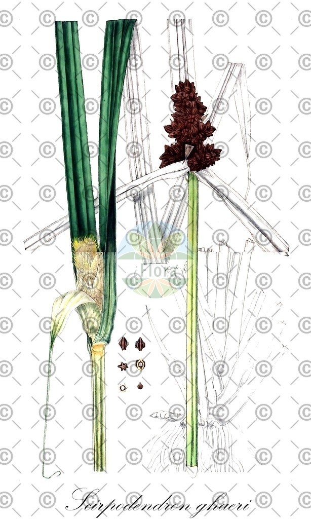 HistAbb_EMP_37062_HistAbb_Sturm_1796_FLORAD_SIMPLE | Historische Abbildung von Scirpodendron ghaeri - Cyperaceae | Historical Illustration of Scirpodendron ghaeri - Cyperaceae
