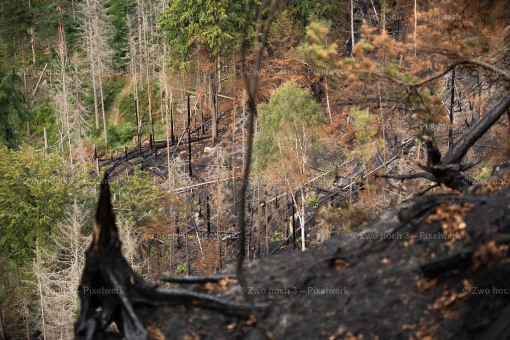 Obere_Affensteinpromenade_Baumstumpf_Waldbrand_Hang | 2022-09-02_Waldbrandgebiete_2 - Realisiert mit Pictrs.com