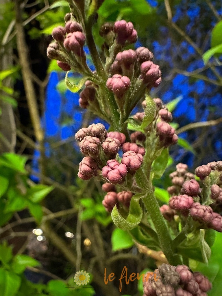 602CA324-51A8-4AE8-B36D-94038E51C0F0 | Dies ist der Shop von Florian Blum - le fleuri. Langenthal, Bern, Schweiz. Sie können hier meine oder ihre eigenen Fotos als Fotoprodukte kaufen. Tassen, Schlüsselanhänger, Taschen etc. können Sie hier gestalten.  - Realisiert mit Pictrs.com