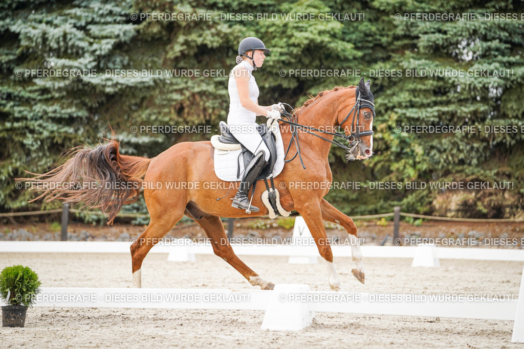 DSC08648 | Pferdegrafie