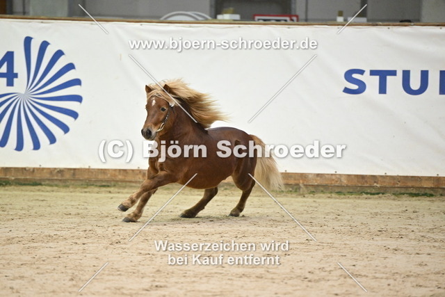 24_Butschmann - Bel Ami_963_0521 | Björn Schroeder Pferdefotografie