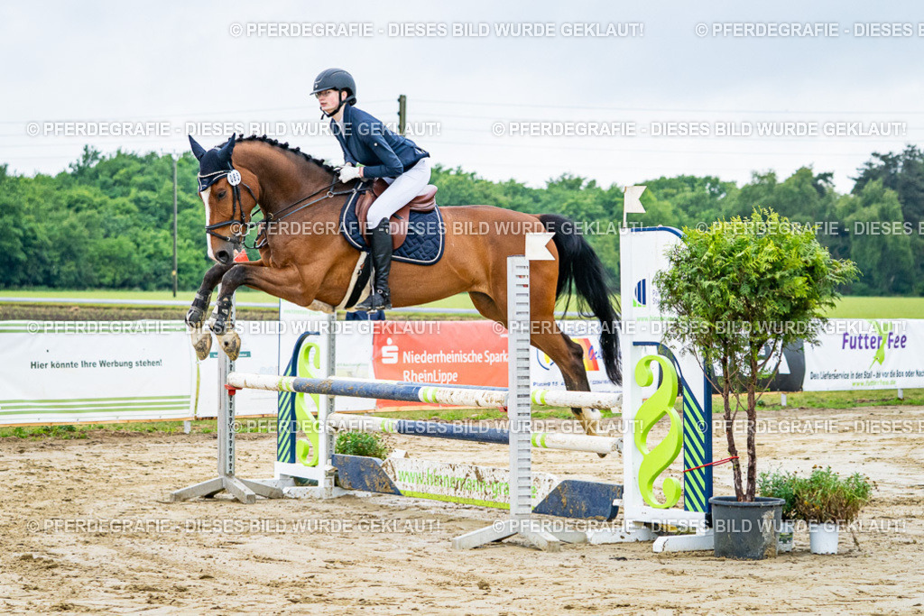 DSC02083 | Pferdegrafie