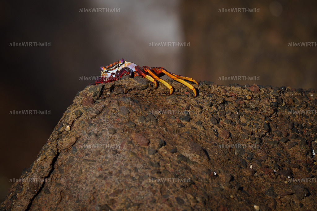 allesWIRTHgut Tierfotografie - allesWIRTHgut.de - 7IV02889 | Entdecke die faszinierende Welt der Natur- und Wildlife-Fotografie von Daniel und Bärbel. Inspirierende Bilder von wilden Tieren und kleinen Naturwundern.