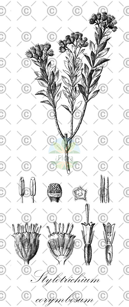HistAbb_wfo-0000499758_1_ENZY_Simple | Historische Abbildung von Stylotrichium corymbosum - Asteraceae | Historical Illustration of Stylotrichium corymbosum - Asteraceae