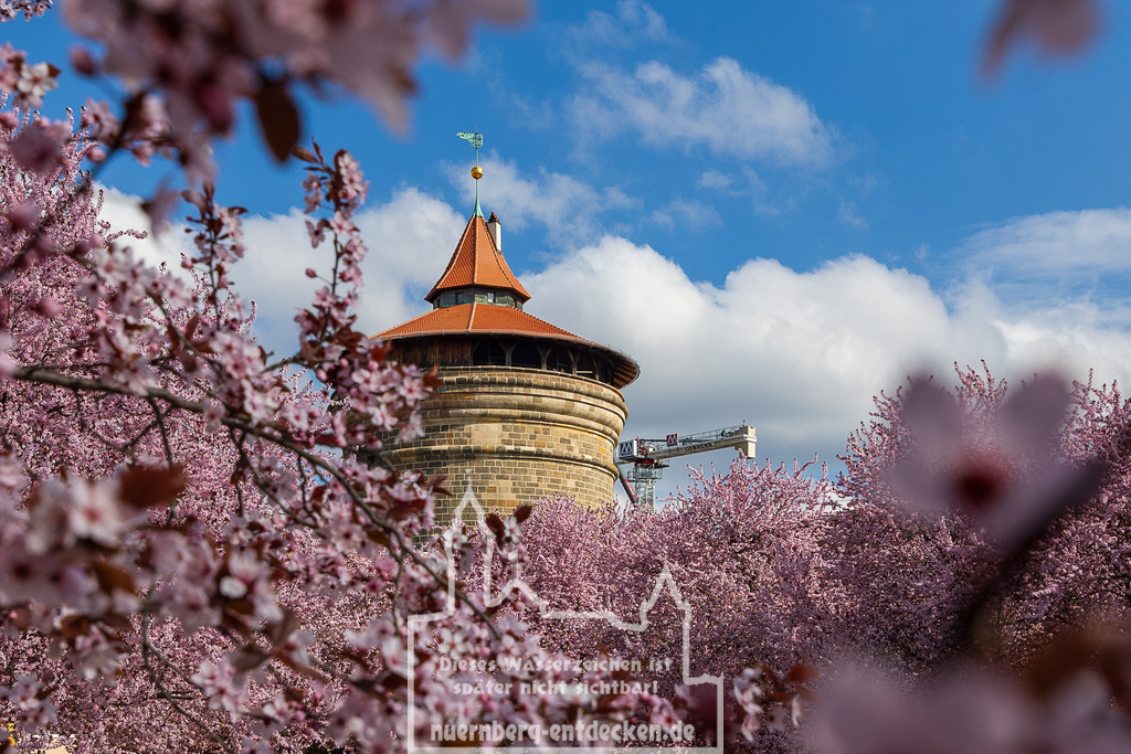 Kirschblüte in Nürnberg, 01.04.2025 | Der Laufertorturm, Teil der historischen Stadtmauer Nürnbergs, eingerahmt von blühenden Zierkirschen zur Zeit der Kirschblüte. Die Aufnahme entstand in den Sebalder Höfen während des Frühlings. - Realisiert mit Pictrs.com