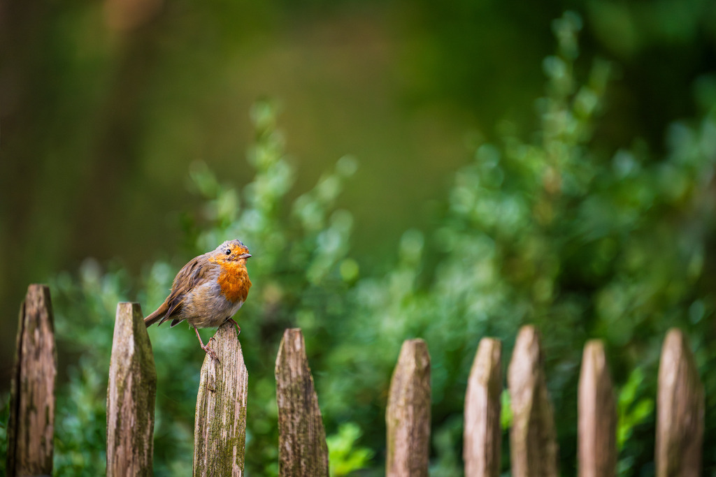 2025_09_07_LUENBURGER HEIDE_MCP2138 | Hochwertig gedruckte Fotografien für die Wand, als Kalender und zum Verschenken. Hamburg & Norddeutschland und überall wo ich mit der Kamera unterwegs war.