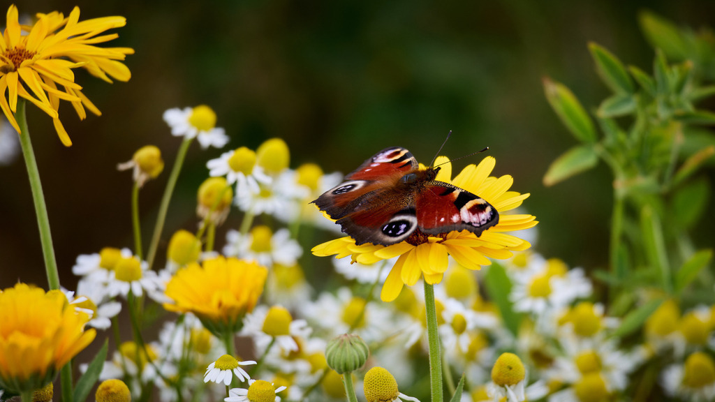 Tagpfauenauge I | kleinen-fotografie