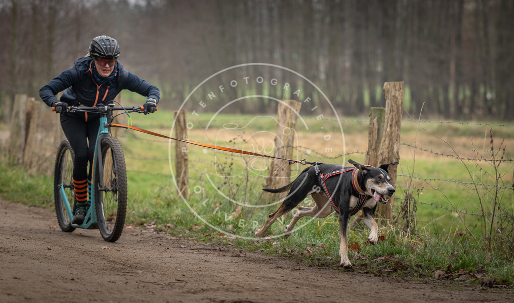 Pfotenfotografie_DV3A2396 | Hundefotografie, Tierfotograf, Pfotenfotografie, Fotoshooting Hund, Hunde Portrait, Hundesport, Hundeportraits, Heideshooting, Hunde, Sportfotograf, Hundefotograf, Turnierhundsport, THS,  - Realisiert mit Pictrs.com